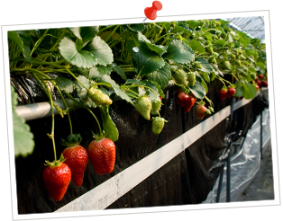 こだわりのいちご栽培 スカイファームについて 香川県高松市のいちご屋 スカイファーム