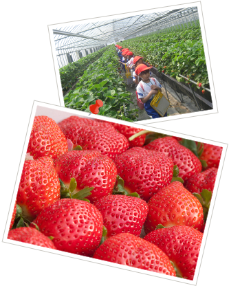 こだわりのいちご栽培 スカイファームについて 香川県高松市のいちご屋 スカイファーム